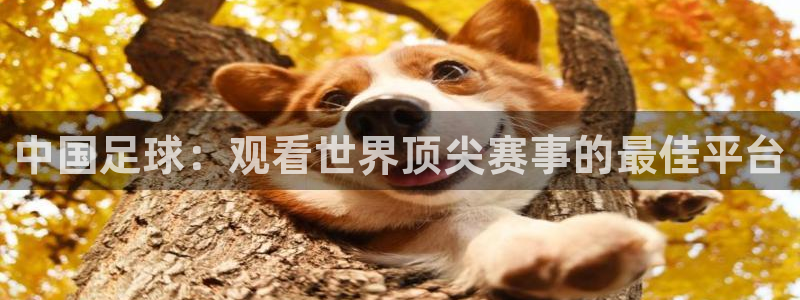 中国足球：观看世界顶尖赛事的最佳平台